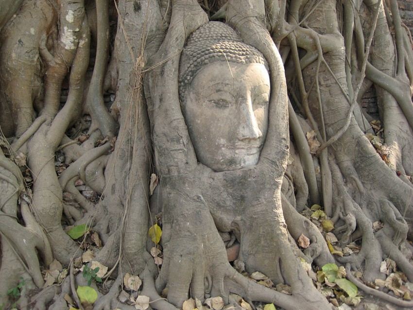 Buddha Tree